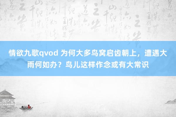 情欲九歌qvod 为何大多鸟窝启齿朝上，遭遇大雨何如办？鸟儿这样作念或有大常识