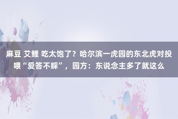 麻豆 艾鲤 吃太饱了？哈尔滨一虎园的东北虎对投喂“爱答不睬”，园方：东说念主多了就这么